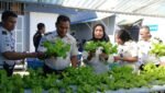 Produktif dari Dalam Rutan: Panen Selada Dukung Ketahanan Pangan Nasional
