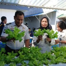 Produktif dari Dalam Rutan: Panen Selada Dukung Ketahanan Pangan Nasional