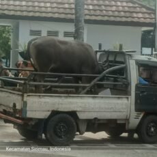 Turut Merasakan Penderitaan Warga kota Ambon Pemkot Serahkan 50 Ekor Sapi dan 50 Ekor Kambing Kurban
