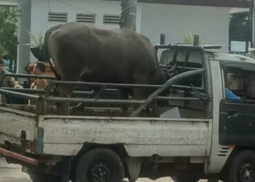 Turut Merasakan Penderitaan Warga kota Ambon Pemkot Serahkan 50 Ekor Sapi dan 50 Ekor Kambing Kurban