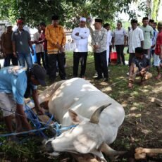 Wagub Maluku Gelar Penyembelihan Hewan Qurban,
