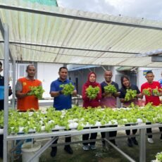 Rutan Ambon Kembali Panen Selada Bukti Kerja Nyata