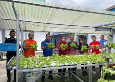 Rutan Ambon Kembali Panen Selada Bukti Kerja Nyata