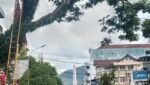 Cuaca Ekstrim Sebabkan Pohon Tumbang OPD Pemkot Ambon Gerak Antisipasi