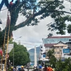 Cuaca Ekstrim Sebabkan Pohon Tumbang OPD Pemkot Ambon Gerak Antisipasi