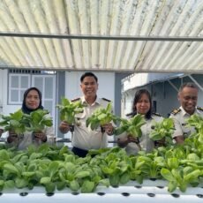 Panen Sayur Pakcoy, Rutan Ambon Perkuat Pembinaan Kemandirian Warga Binaan”