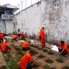 Warga Binaan Rutan Klas II A Ambon Tanam Anakan Cabai Dan Anakan Terong perjuangan Ketahanan Pangan