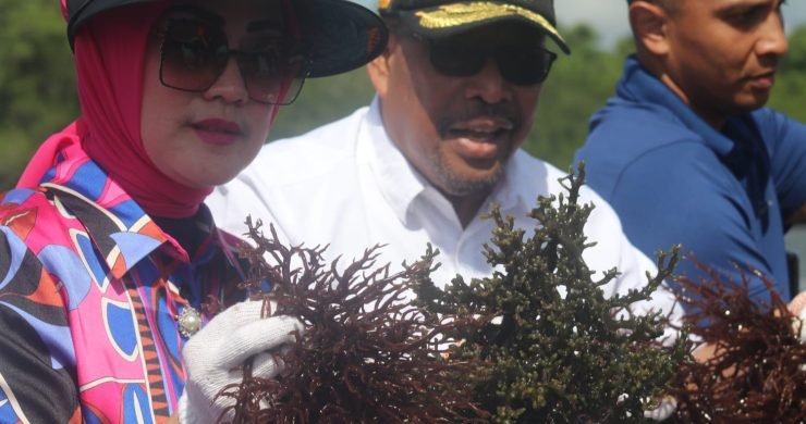 Panen Rumput Laut 3