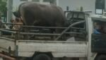 Pemkot Serahkan 50 Ekor Sapi dan 50 Ekor Kambing Kurban Kepada pengurus Masjid